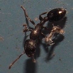 Temnothorax schaumii