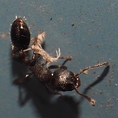 Temnothorax schaumii