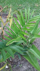 Encephalartos altensteinii