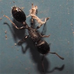 Temnothorax schaumii