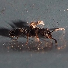 Temnothorax schaumii