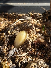 Gethyllis verticillata