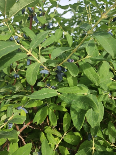 Sweetberry Honeysuckle