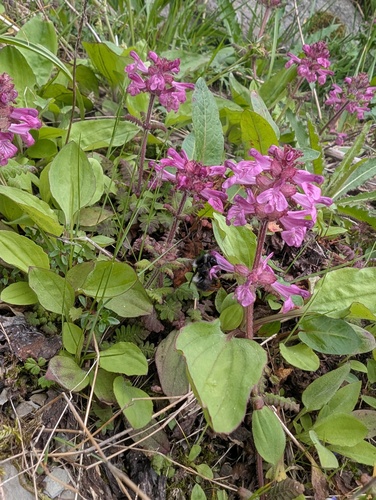 Pedicularis refracta iNat (2)