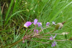 Primula hendersonii