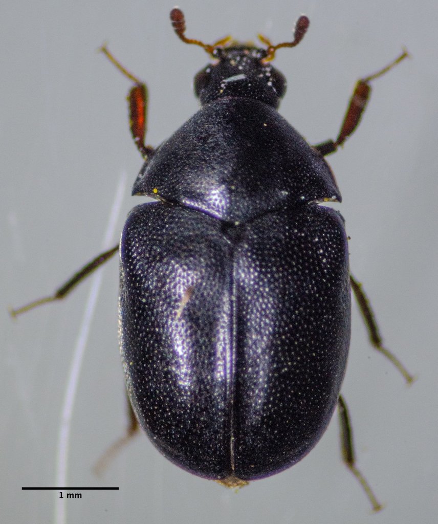 Dark Carpet Beetle
