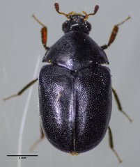 Orphilus subnitidus