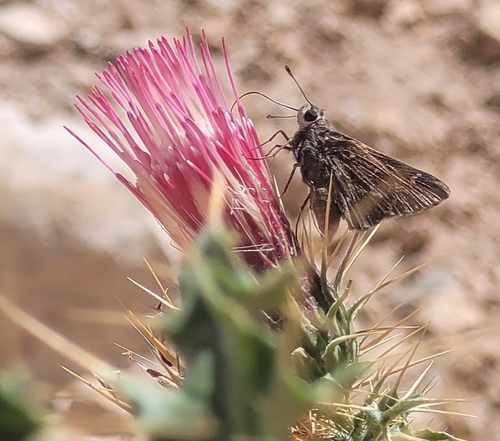 Python Skipper photo 5