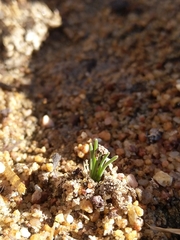 Gethyllis verticillata