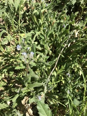 Myosotis stricta