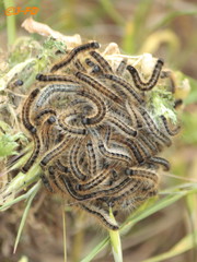 Malacosoma franconicum