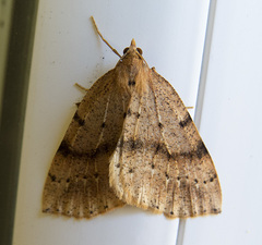 Thallophaga hyperborea