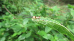 Platycnemididae