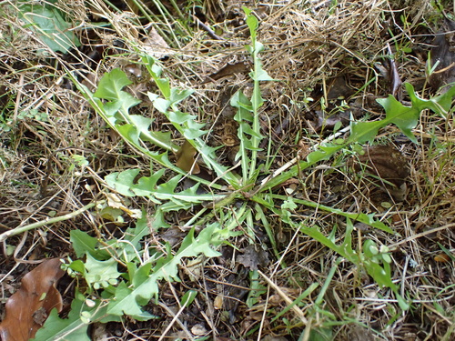 Brown-ribbed Dandelion