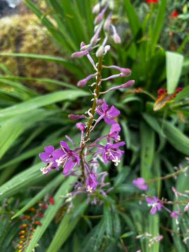 fireweed