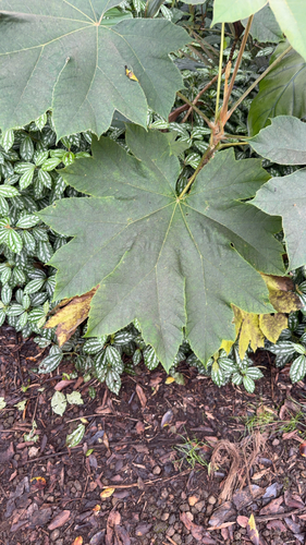 Tetrapanax papyrifer, 2026-06-27
