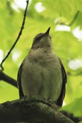 Mimus polyglottos