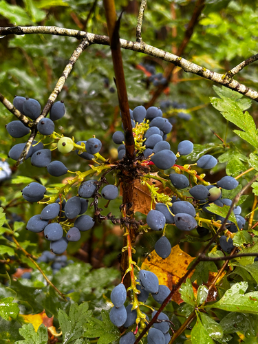 Oregon grape