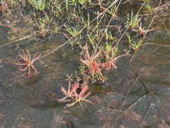 Drosera indica