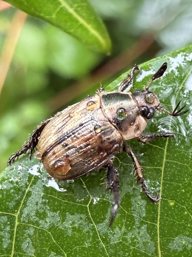 Oriental Beetle