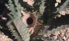 Huernia barbata barbata