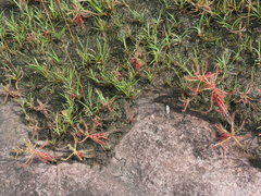Drosera indica