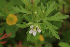 Geranium