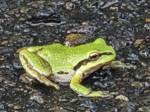 Pacific chorus frog