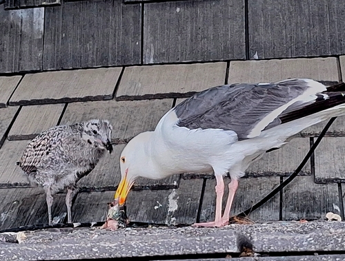 Western Gull