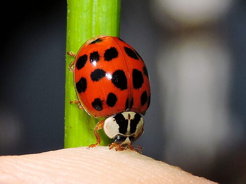 Asian Lady Beetle