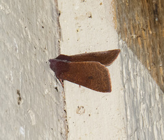 Orthosia transparens