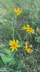 Engelmannia peristenia