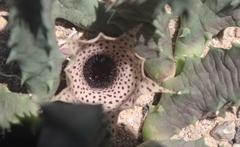 Huernia barbata barbata