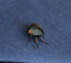 Deropeltis erythrocephala