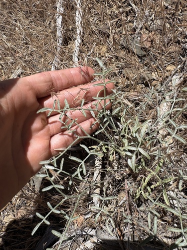 Astragalus casei observed 2026-06-27