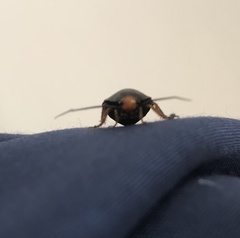 Deropeltis erythrocephala