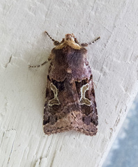 Cerastis enigmatica