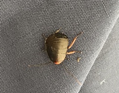 Deropeltis erythrocephala