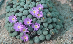 Conophytum minusculum