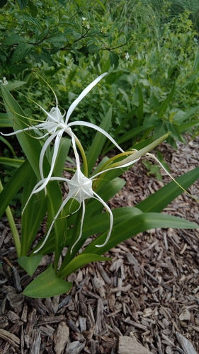 Hymenocallis harrisiana observed 2026-06-26