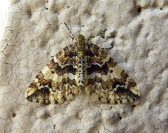 Enchoria lacteata