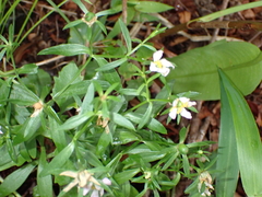 Sabatia calycina, photograph (c) harrier, some rights reserved (CC BY)