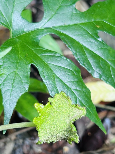 wart flower
