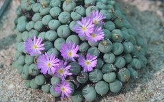 Conophytum minusculum