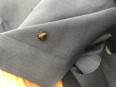 Deropeltis erythrocephala