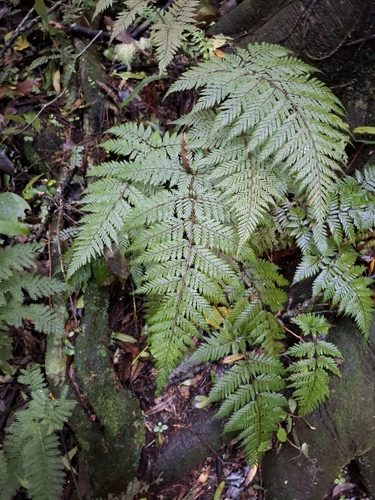 hairy fern