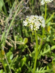 (c) Syd Cannings, some rights reserved (CC BY) Valeriana dioica, photograph (c) Syd Cannings, some rights reserved (CC BY)