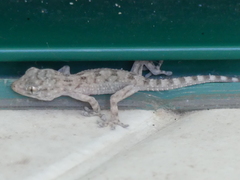 Tarentola angustimentalis