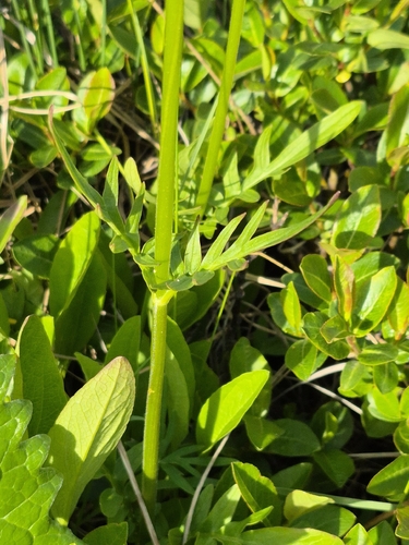 Valeriana dioica, photograph 6