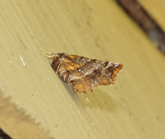 Selenia alciphearia